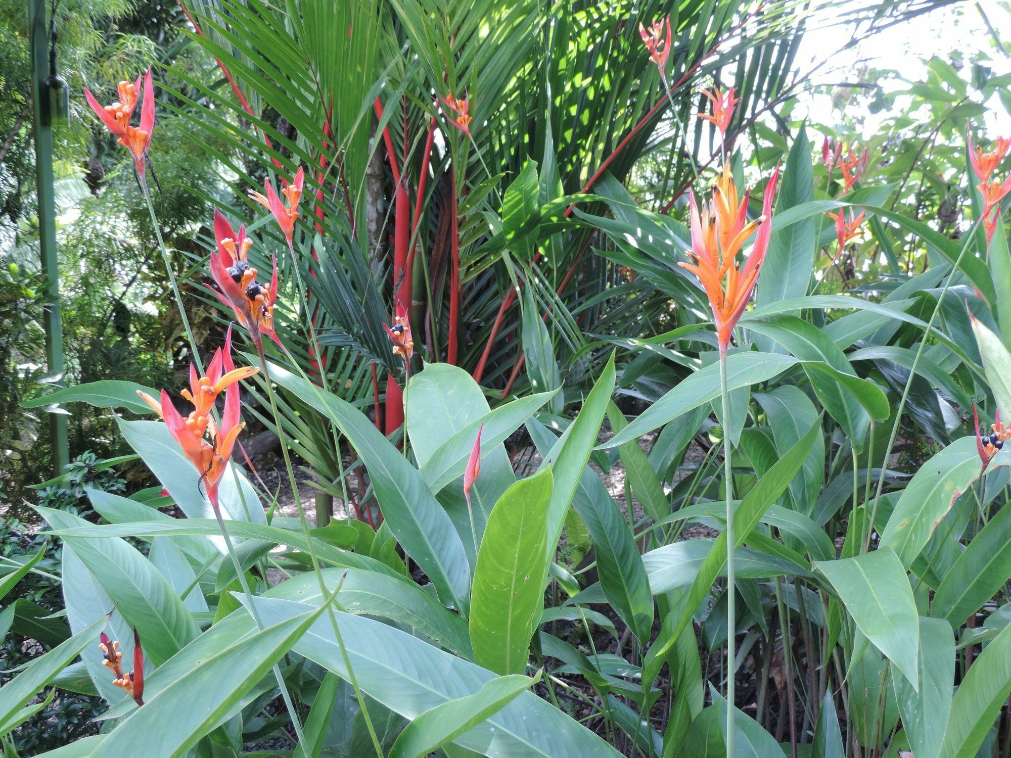 Ranchos Remo Lodge Uvita Kültér fotó